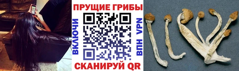 дарнет шоп  сайты даркнета формула  Галлюциногенные грибы мицелий  Волчанск 